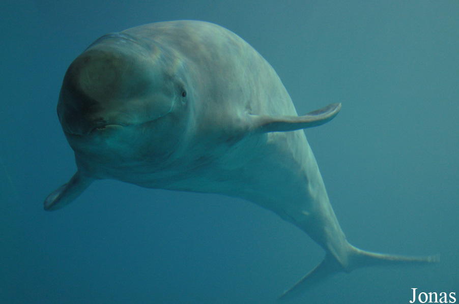 Delphinapterus leucas