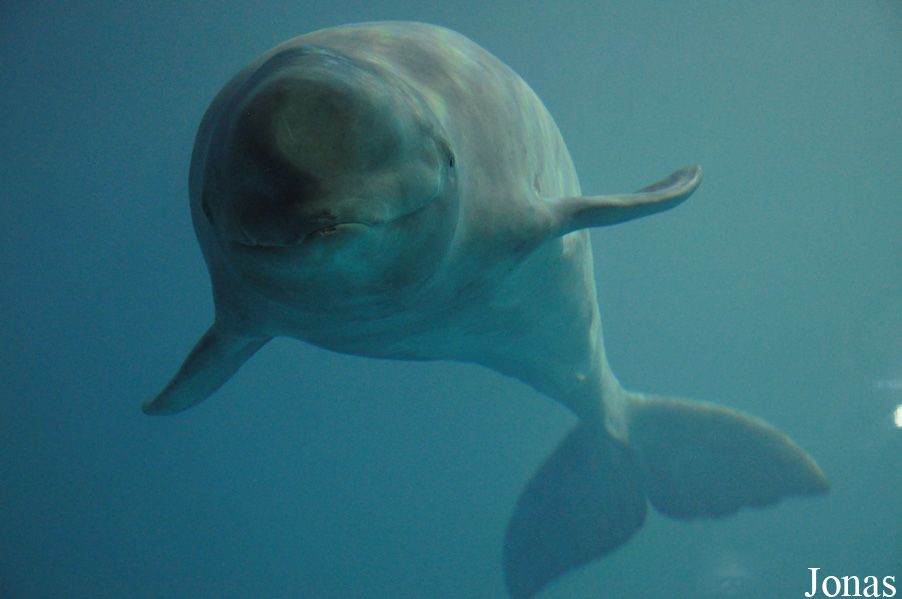 Delphinapterus leucas