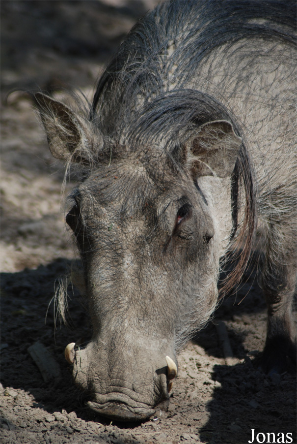 Phacochoerus africanus