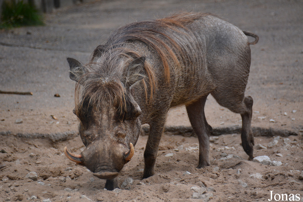 Phacochoerus africanus