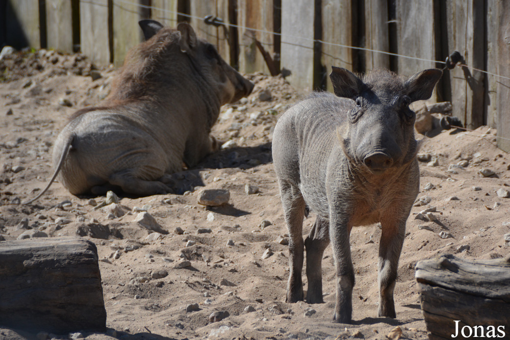Phacochoerus africanus