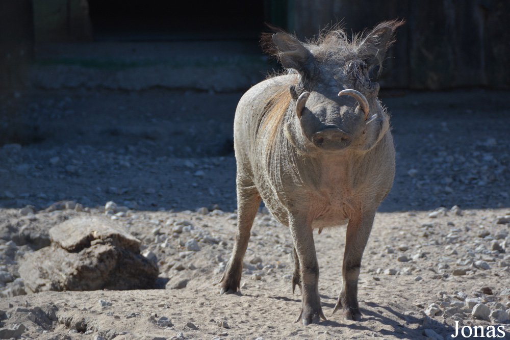 Phacochoerus africanus