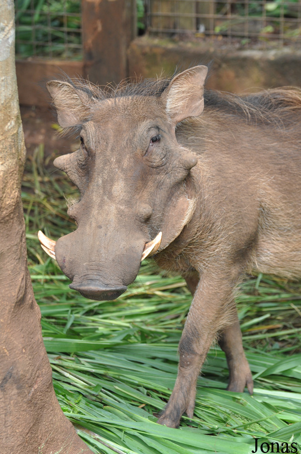 Phacochoerus africanus africanus