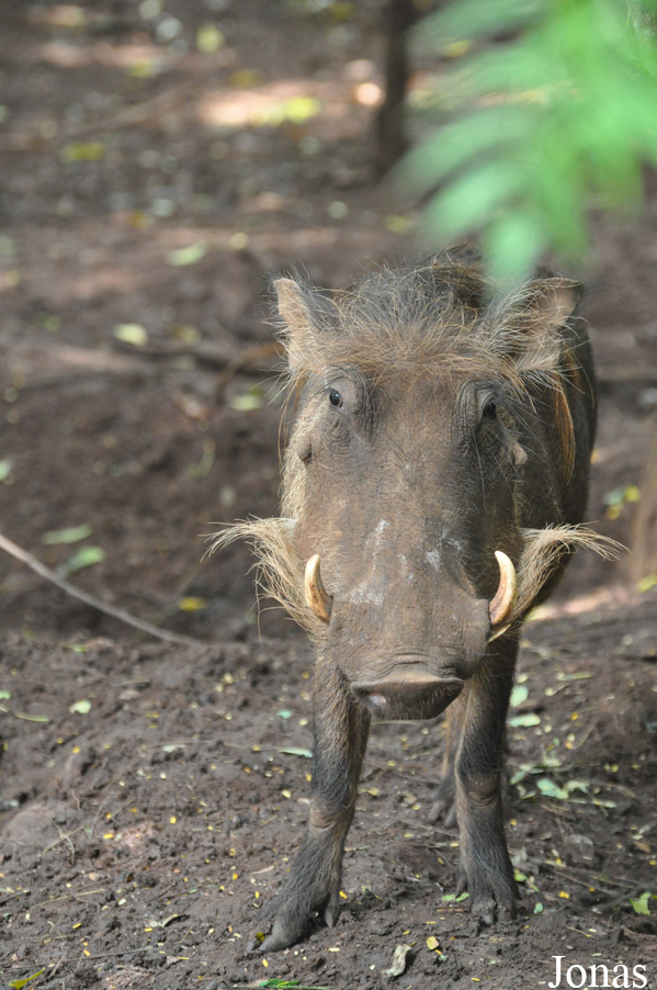Phacochoerus africanus africanus