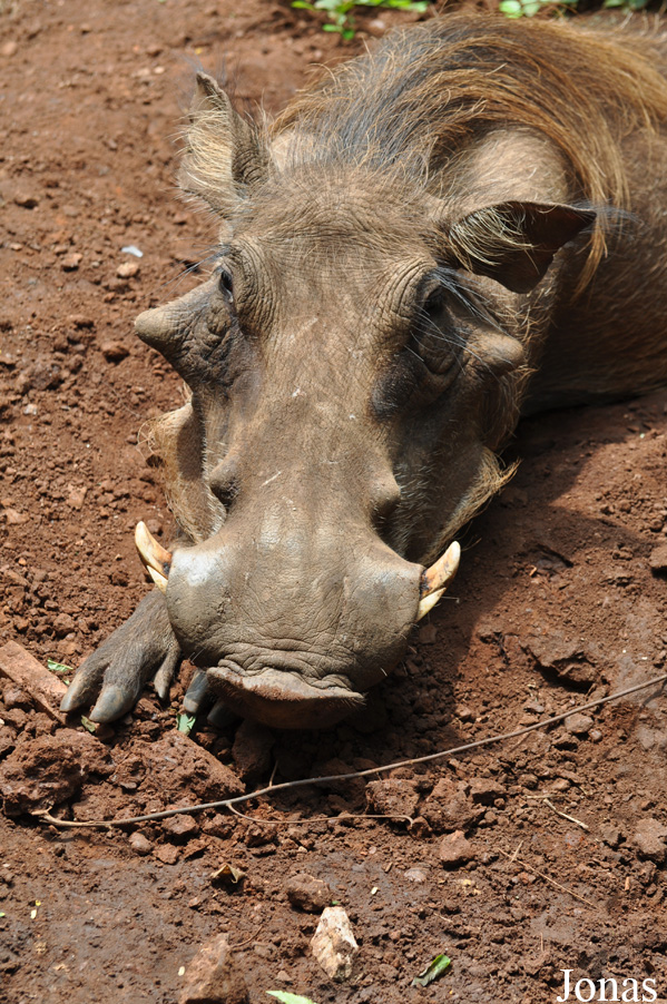 Phacochoerus africanus africanus