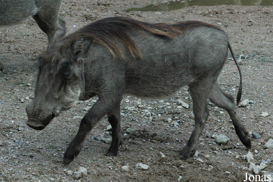 Phacochoerus africanus africanus