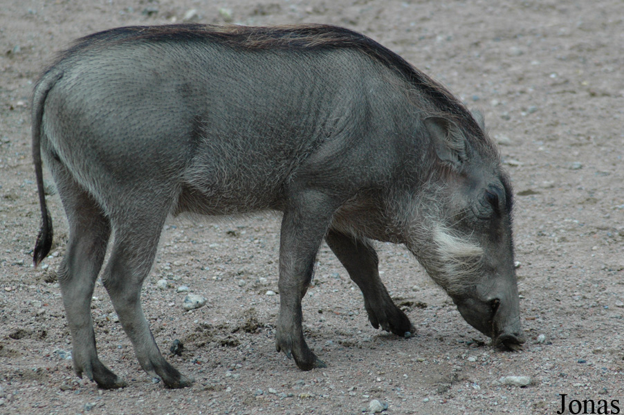Phacochoerus africanus africanus