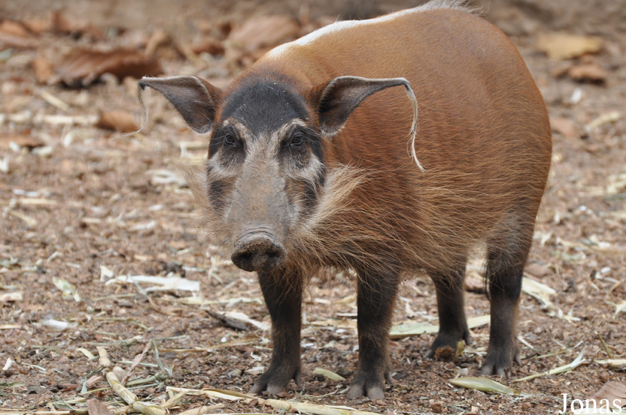 Potamochoerus porcus