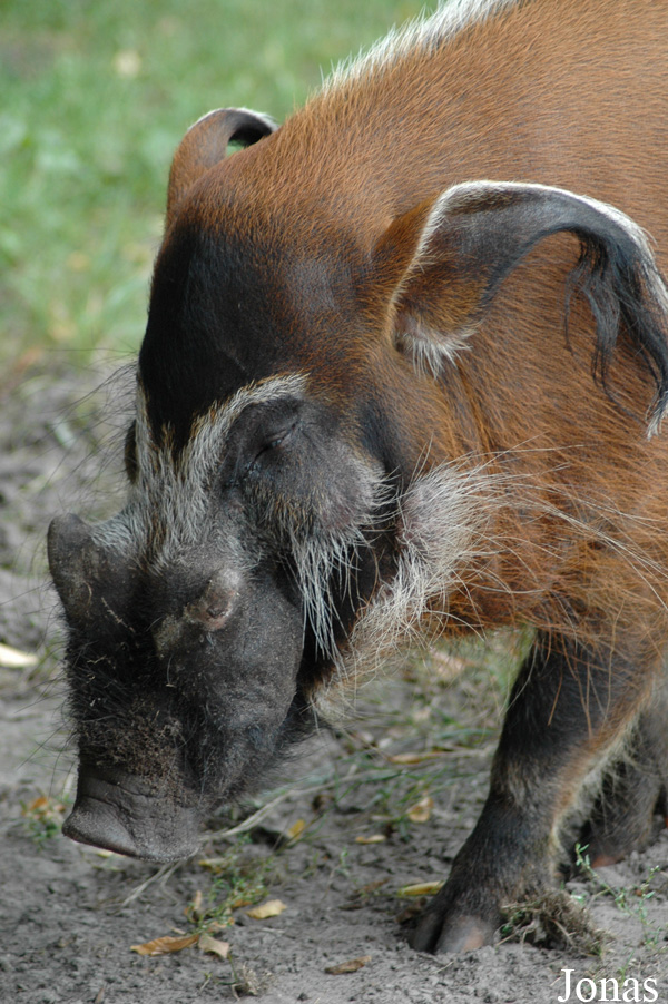 Potamochoerus porcus
