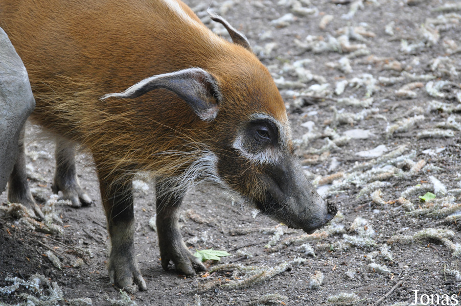 Potamochoerus porcus