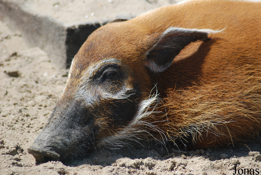 Potamochoerus porcus