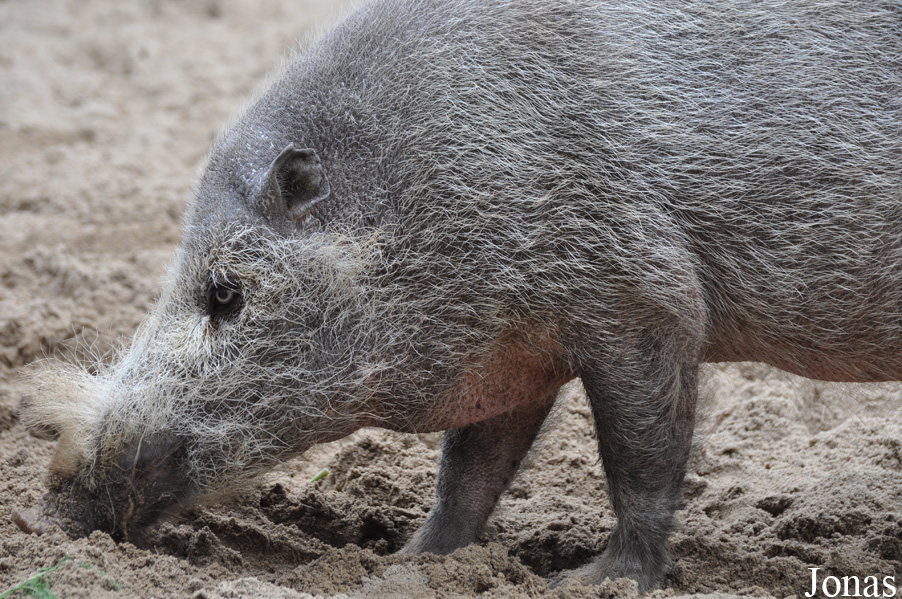 Sus barbatus barbatus