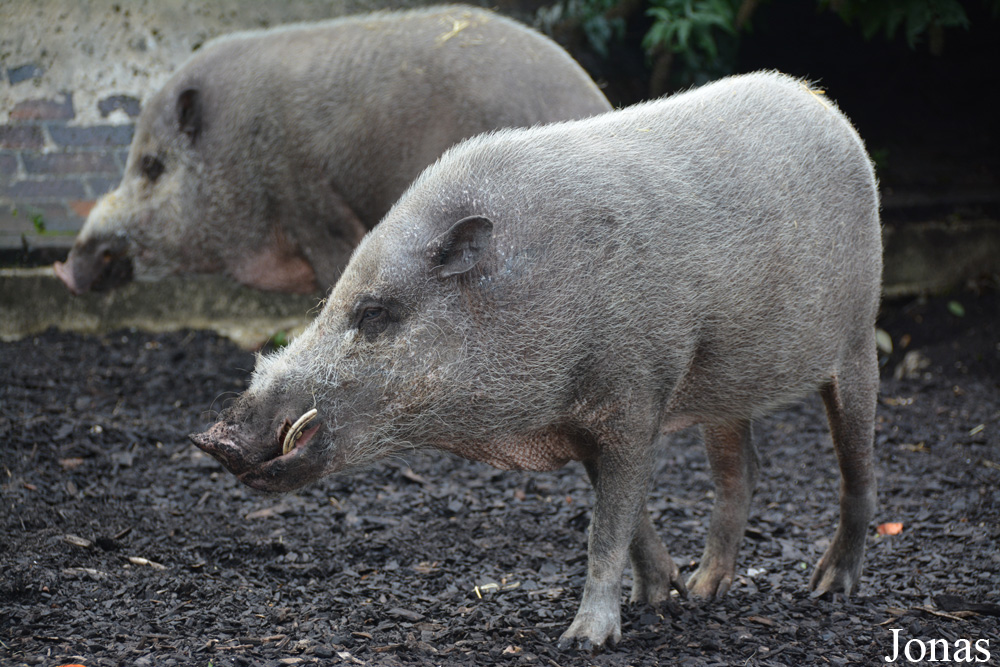 Sus barbatus barbatus