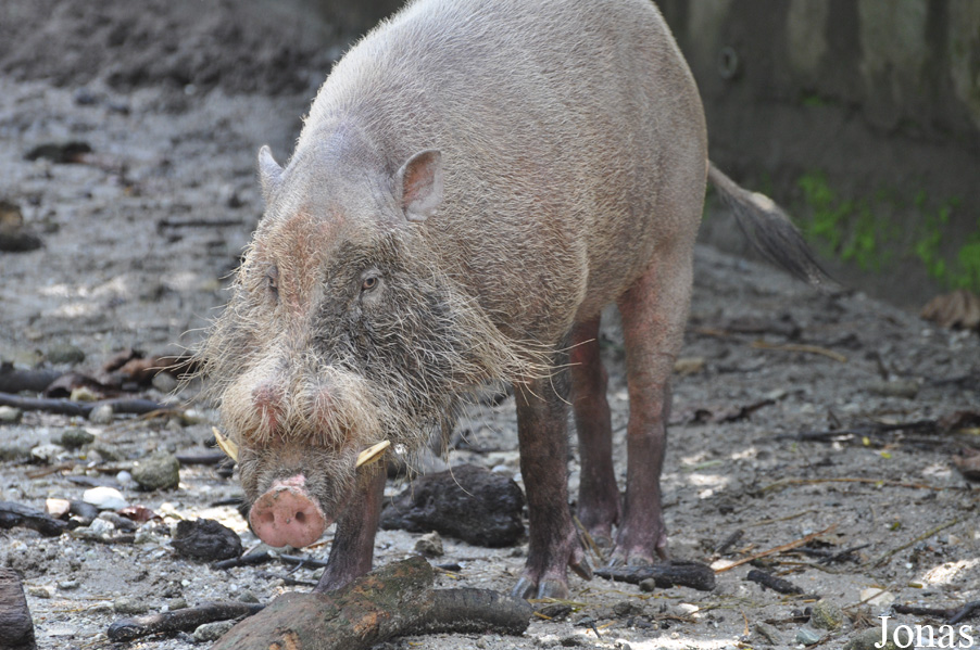 Sus barbatus barbatus