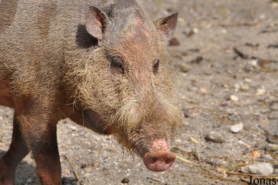 Sus barbatus barbatus