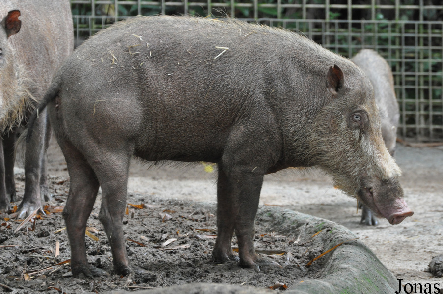 Sus barbatus oi