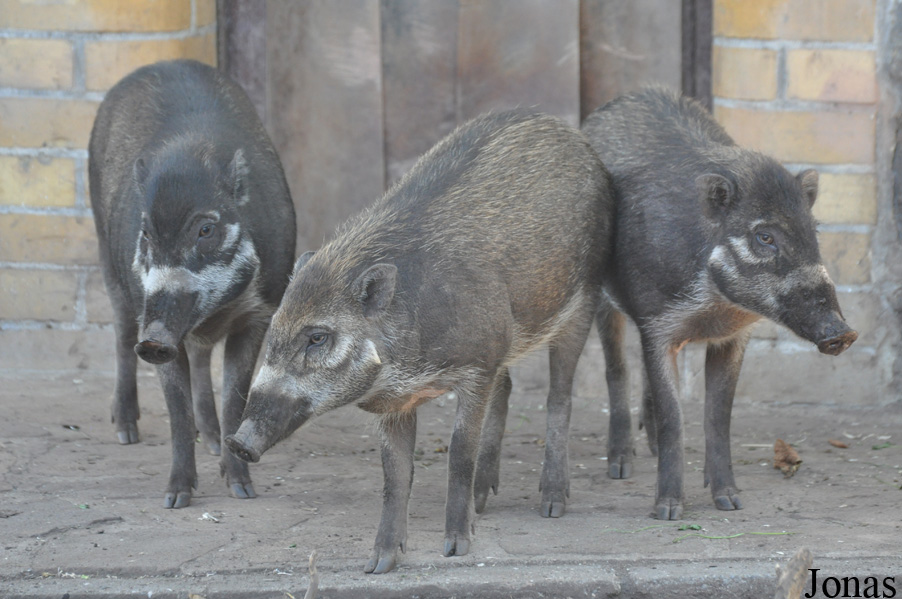 Sus cebifrons negrinus