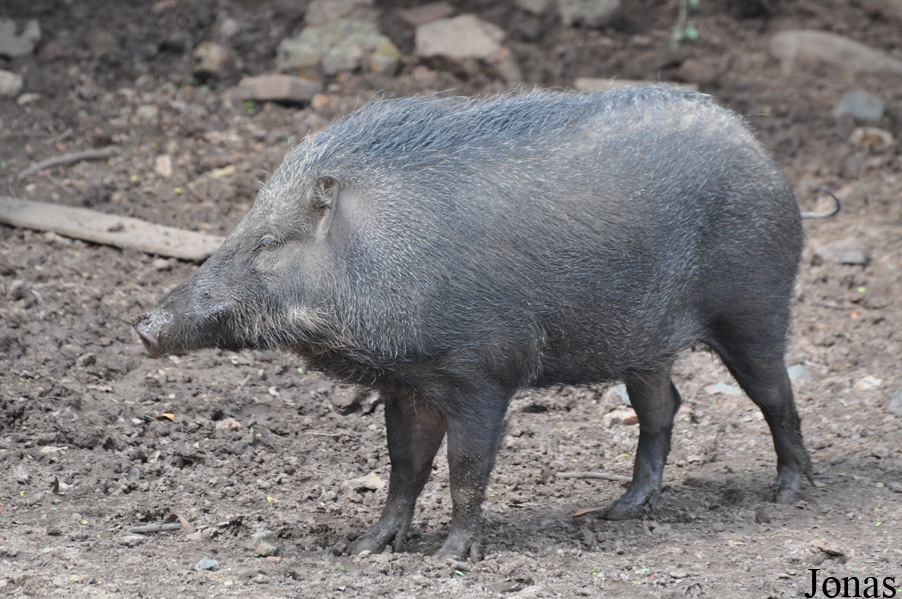 Sus moupinensis