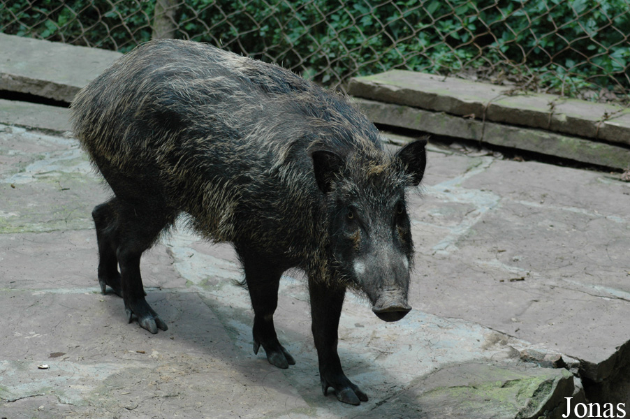 Sus scrofa