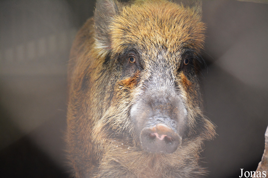 Sus scrofa