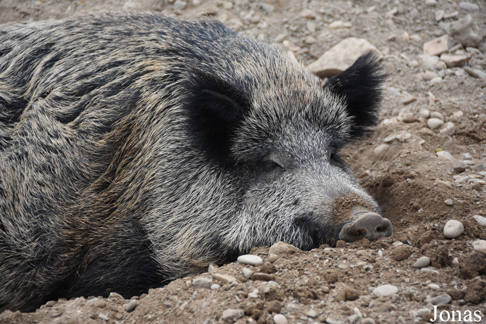 Sus scrofa castillianus
