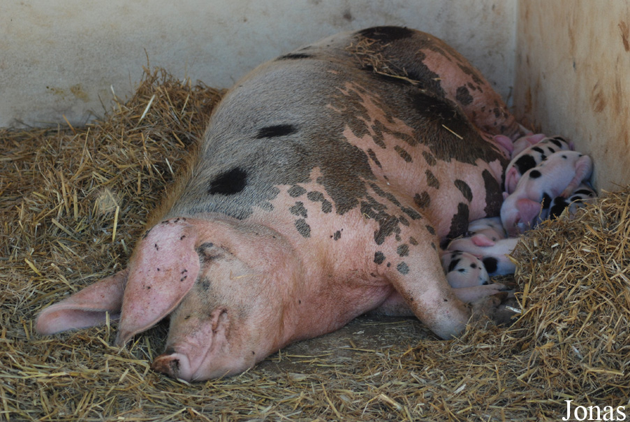 Cochon de Bayeux
