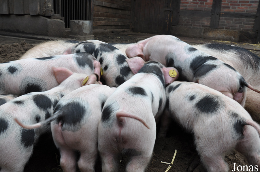 Cochon Bunte Bentheimer Schwein
