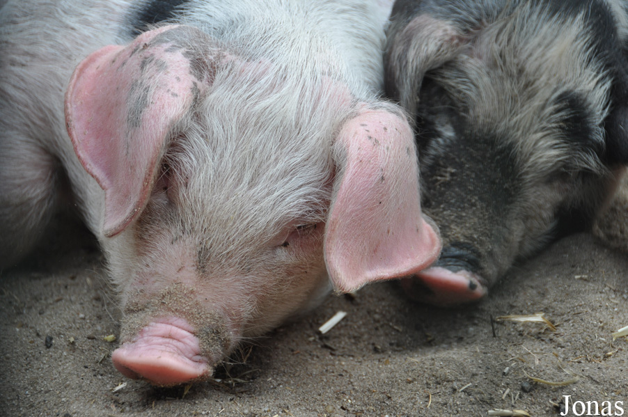 Cochon Bunte Bentheimer Schwein