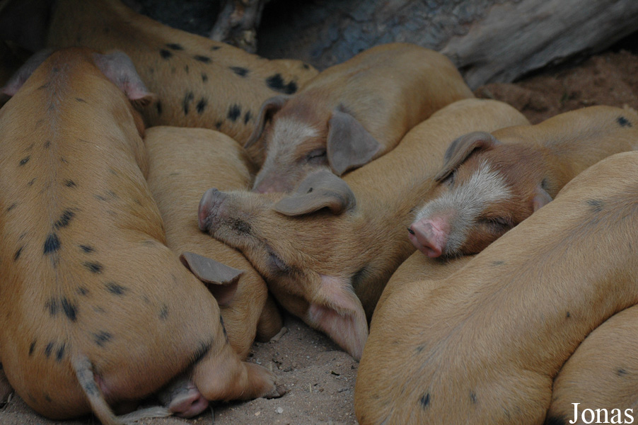 Cochon Bunte Bentheimer Schwein