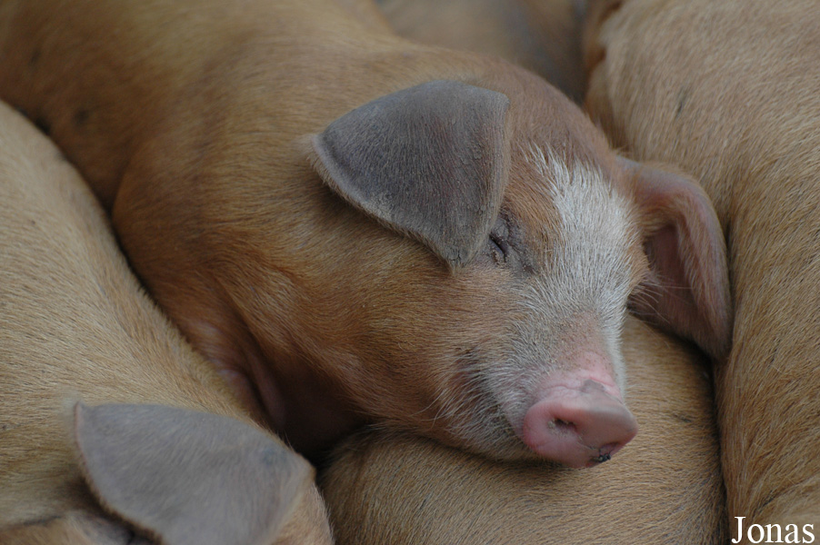 Cochon Bunte Bentheimer Schwein