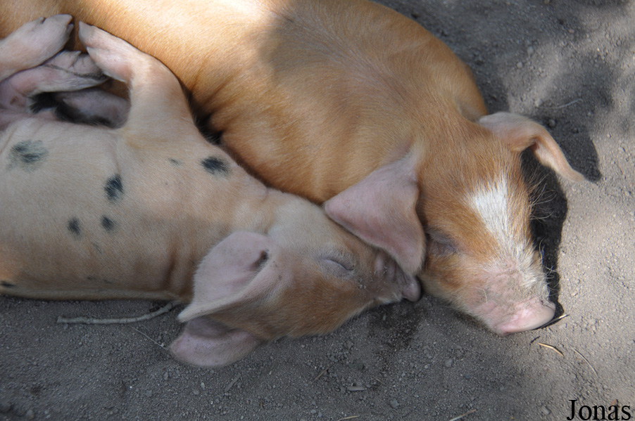 Cochon Bunte Bentheimer Schwein