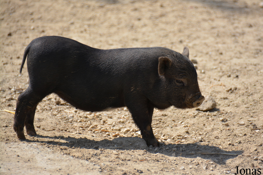 Cochon domestique