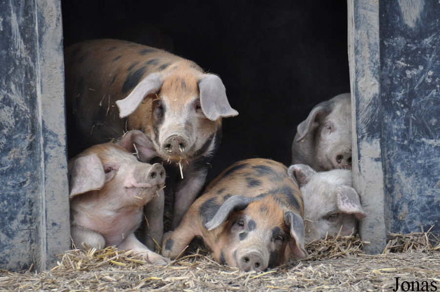 Cochon domestique