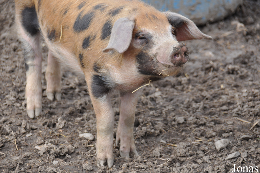 Cochon domestique