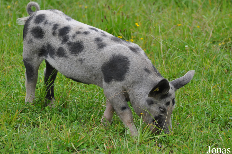 Cochon domestique