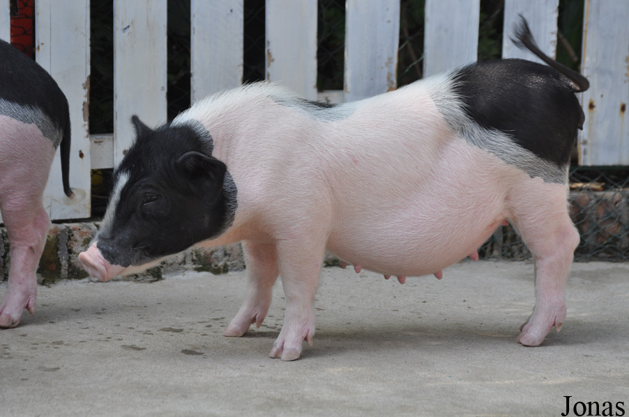 Cochon domestique