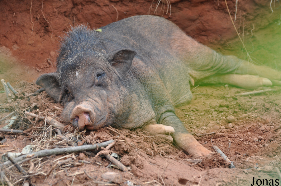 Cochon domestique