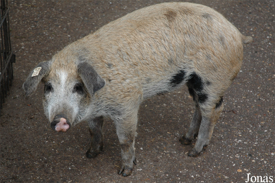 Cochon domestique