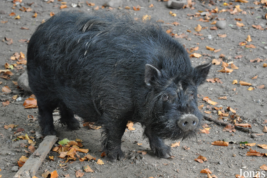 Cochon domestique