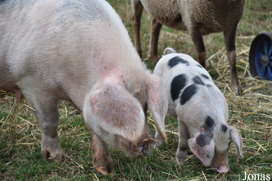 Cochon Gloucestershire Old Spots