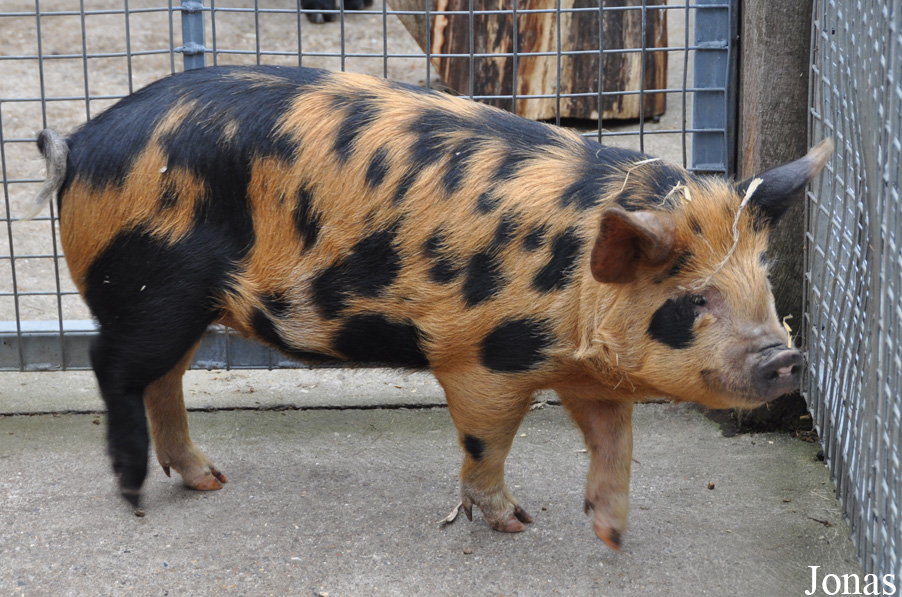Cochon Kune kune