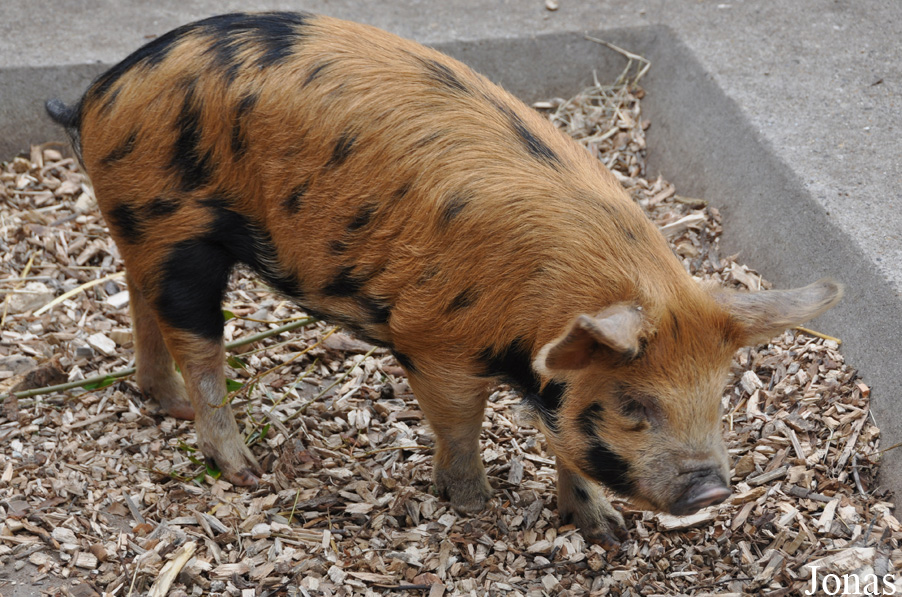 Cochon Kune kune