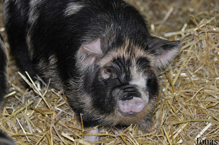 Cochon Kune kune