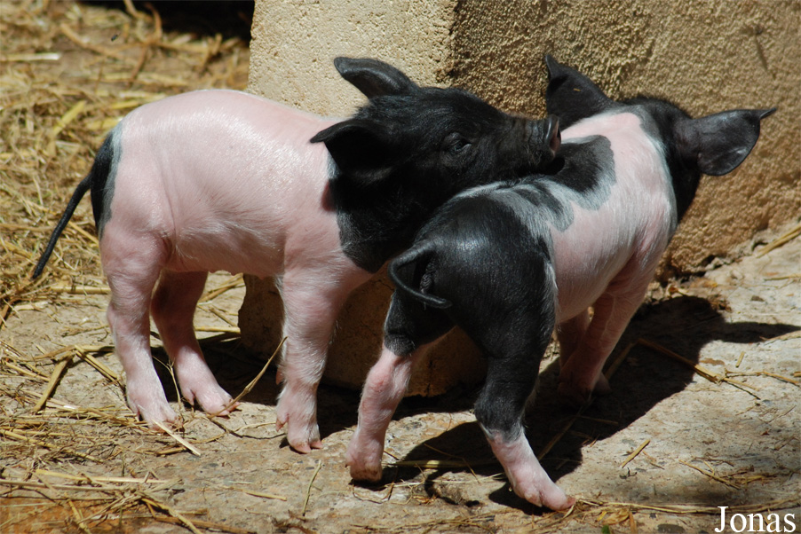 Cochon Cul noir limousin