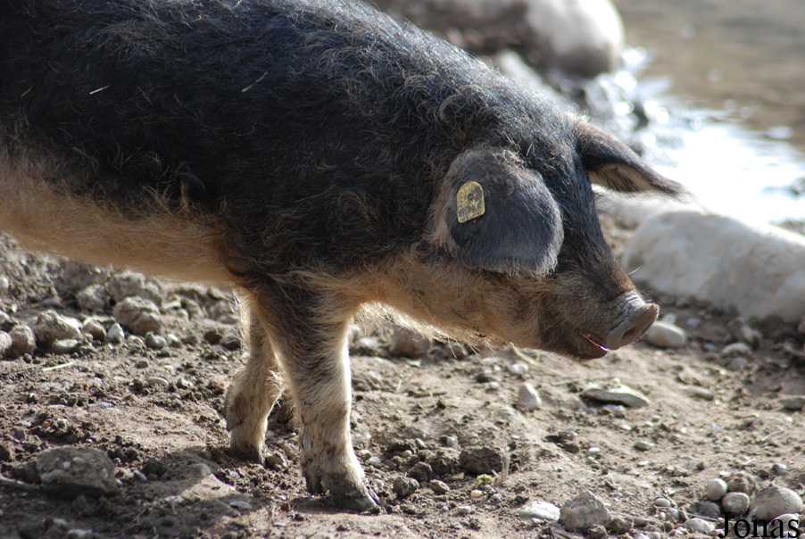 Cochon Mangalitza