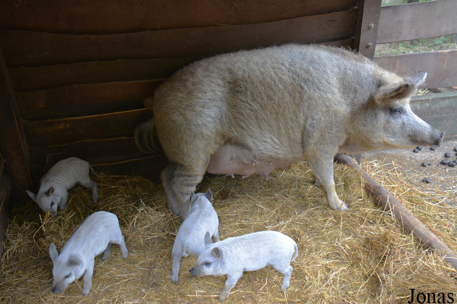 Cochon Mangalitza