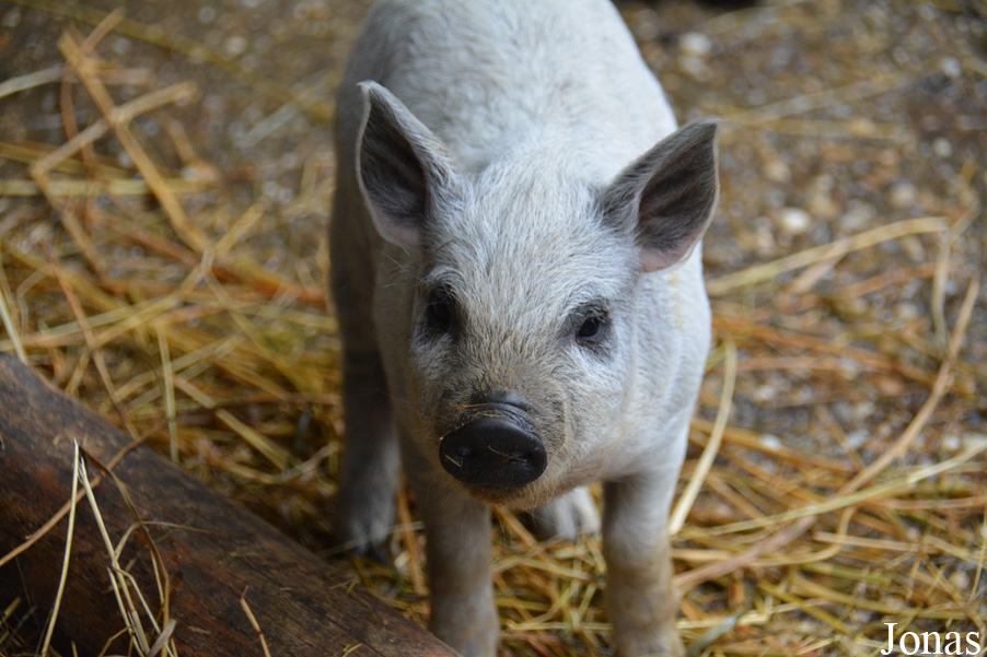Cochon Mangalitza