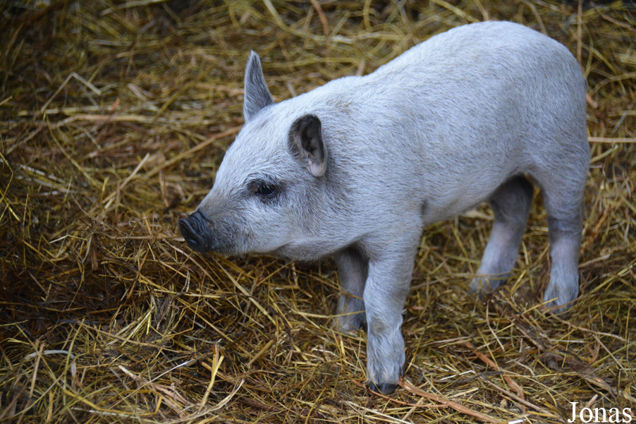 Cochon Mangalitza