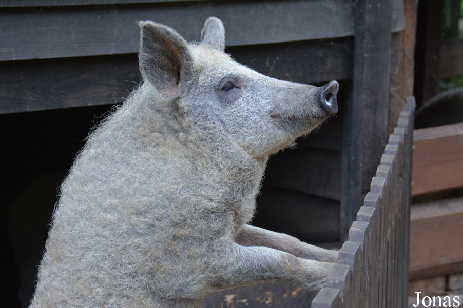 Cochon Mangalitza