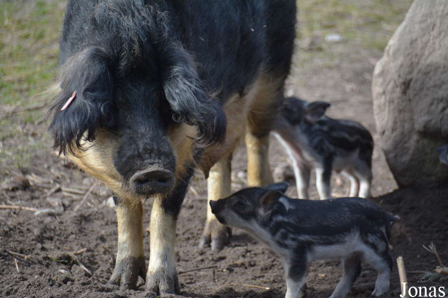 Cochon Mangalitza